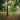 nolisoli be fixture trees up washington sycip garden of native trees